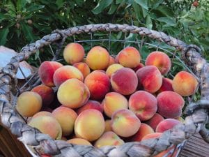 Peach Butter