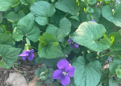 Beauty All Around